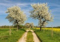 Alley flowering cherry trees dirt road field rapeseed Royalty Free Stock Photo