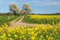 Alley flowering cherry trees dirt road field rapeseed Royalty Free Stock Photo