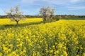 Alley flowering cherry trees dirt road field rapeseed Royalty Free Stock Photo