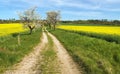 Alley flowering cherry trees dirt road field rapeseed Royalty Free Stock Photo