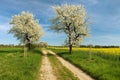 Alley flowering cherry trees dirt road field rapeseed Royalty Free Stock Photo