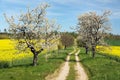 Alley flowering cherry trees dirt road field rapeseed Royalty Free Stock Photo