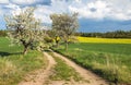 Alley flowering cherry trees dirt road field rapeseed Royalty Free Stock Photo