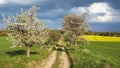 Alley flowering cherry trees dirt road field rapeseed Royalty Free Stock Photo