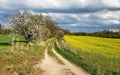 Alley flowering cherry trees dirt road field rapeseed Royalty Free Stock Photo