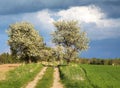 Alley flowering cherry trees, dirt road, springtime view Royalty Free Stock Photo