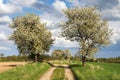 Alley flowering cherry trees, dirt road, springtime view Royalty Free Stock Photo