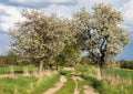 Alley flowering cherry trees, dirt road, springtime view Royalty Free Stock Photo