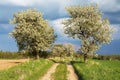 Alley flowering cherry trees, dirt road, springtime view Royalty Free Stock Photo