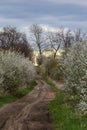 Alley of flowering cherry trees and dirt road, springtime view Royalty Free Stock Photo