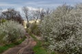 Alley of flowering cherry trees and dirt road, springtime view Royalty Free Stock Photo