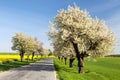 Alley of flowering cherry trees white colored Royalty Free Stock Photo