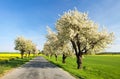 Alley of flowering cherry trees white colored Royalty Free Stock Photo