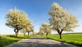 Alley of flowering cherry trees white colored Royalty Free Stock Photo