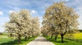 Alley of flowering cherry trees white colored Royalty Free Stock Photo