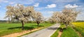 Alley of flowering cherry trees white colored Royalty Free Stock Photo