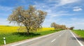 Alley of flowering cherry trees, road and rapeseed field Royalty Free Stock Photo