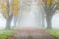 Alley in fog with trees in autumn Royalty Free Stock Photo