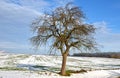 Alley of fruit trees in an alley by a rural road. new asphalt and white curb. in a snow field flat fertile field. large mature app