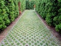 Alley in a green maze created in a park - Baia Mare city