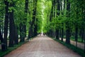 Alley with green summer trees, walkway air pathway in beautiful park, green corridor or tunnel view Royalty Free Stock Photo