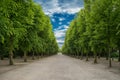 Alley with green trees in Tuileries garden in Paris, France Royalty Free Stock Photo