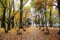 Alley in Herastrau park in autumn colors.