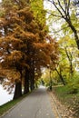 Alley in Herastrau park in autumn colors Bucharest. Royalty Free Stock Photo