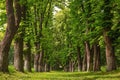 Alley of huge old chestnut trees, outdoor background Royalty Free Stock Photo