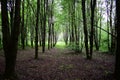 Alley in a lime grove. Deciduous forest. Green grass. Linden is an extremely beautiful unique Royalty Free Stock Photo