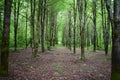 Alley in a lime grove. Deciduous forest. Green grass. Linden is an extremely beautiful unique Royalty Free Stock Photo