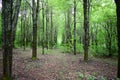 Alley in a lime grove. Deciduous forest. Green grass. Linden is an extremely beautiful unique Royalty Free Stock Photo