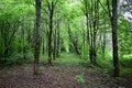 Alley in a lime grove. Deciduous forest. Green grass. Linden is an extremely beautiful unique Royalty Free Stock Photo