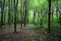 Alley in a lime grove. Deciduous forest. Green grass. Linden is an extremely beautiful unique