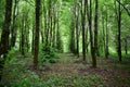 Alley in a lime grove. Deciduous forest. Green grass. Linden is an extremely beautiful unique Royalty Free Stock Photo