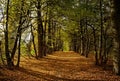 Alley of lime trees