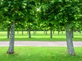 Alley of linden trees in the summer park Royalty Free Stock Photo