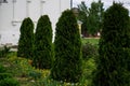 An alley of live trees along the sidewalks in the courtyards