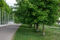 An alley of live trees along the sidewalks in the courtyards