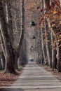 A long alley framed by centuries-old trees Royalty Free Stock Photo