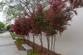 Alley of Manuka trees, New Zealand Tea tree with beautiful pink flowers Royalty Free Stock Photo