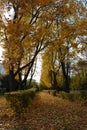 Alley with maple trees and cotoneaster bushes in city park. Colors of autumn Royalty Free Stock Photo