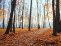 Alley in misty morning park. Beautiful autumn foggy landscape with trees in a forest Royalty Free Stock Photo