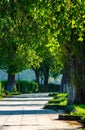 Alley with old chestnut trees Royalty Free Stock Photo