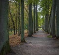 The alley of old lime trees