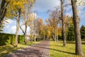 Alley of old lindens with paved path in autumn park