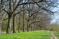 Alley of old oaks in early spring in the forest