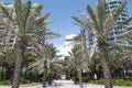 Miami Beach Palms Royalty Free Stock Photo