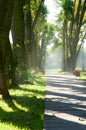 Alley in park