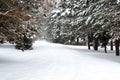 Alley in park covered with snow . Royalty Free Stock Photo